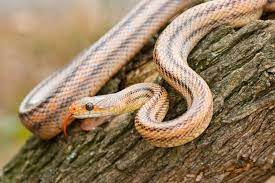 Baird S Rat Snake Elaphe Bairdi Rat Snake Snake Beautiful Snakes