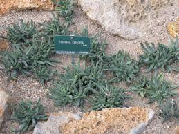 Image result for Hereroa glenensis