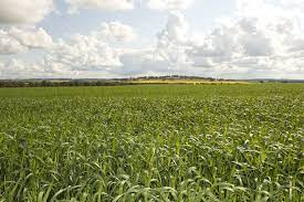 Western Australian Oat Industry Agriculture And Food