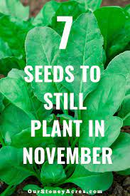 November Planting Guide Zones 5 6 Our Stoney Acres Plants When To Plant Vegetables Vegetable Garden Tips