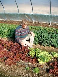 A rule of thumb is to put your lettuce out when the temperatures are consistently under 75f (25c), and that's mostly around october. Grow Great Lettuce In Winter Mother Earth News