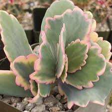 Image result for Kalanchoe fedtschenkoi