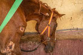 Dory's story - Tenerife Horse Rescue - Sustainable Animal & Horse Sanctuary