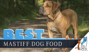 6 Best Mastiff Dog Foods With Top Puppy Senior Brands
