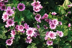 Image result for Malva sylvestris