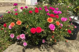 Image result for Portulaca