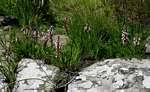 Image result for Disa saxicola