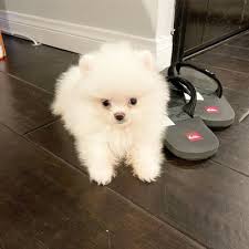 Micro pomeranian puppies are tiny creatures with huge hearts. Teacup Pomeranian Puppies 32 Photos Pet Breeders 7440 Harding Ave Miami Beach Fl Phone Number
