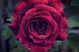 The dark flowers of this plant take the crown when it comes to the color black! Image Roses Burgundy Drops Flower Closeup