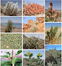 Image result for Halopyrum mucronatum