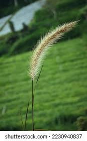 Image result for Arundinella nepalensis