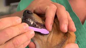 You should also have your dog's teeth cleaned professionally once per year at a veterinary clinic. How To Brush Your Dog S Teeth 3 Tips