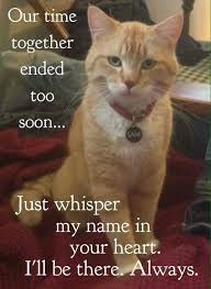 I Miss My Grayson So Much That At Times The Grief Is Unbearable Cat Loss Pet Remembrance Cat Quotes