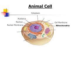 Maybe you would like to learn more about one of these? Cell Structures Functions And Transport Ppt Download