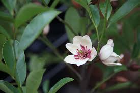 Check spelling or type a new query. Here Is The List Of Best Small Trees For Pots Thetreeshop