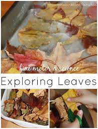 Leaf Activities Fine Motor Science Fine Motor Autumn Activities For Kids Thanksgiving Activities