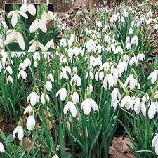 Giant snowdrops, white giant snowdrop bulbs, leucojum aestivum, growing in the garden. Early Snowdrops Brecksbulbs Ca