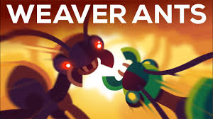 Fire ants do not have a reason to move indoors unless extreme temperatures or a natural disaster prompts them. The Warrior Kingdoms Of The Weaver Ant Youtube