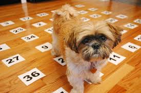 Pet Psychic