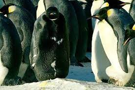 Dada dicondongkan ke depan, tangan diayunkan ke bawah belakang, dada diputar dengan ayunan tangan ke depan atas sehingga bahu sebelah maju ke depan. Unik Penguin Ini Memiliki Bulu Berwarna Hitam Di Seluruh Tubuhnya National Geographic