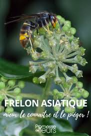 Se débarrasser des frelons naturellement. Frelon Asiatique Le Reconnaitre Conseils Pour Lutter Contre