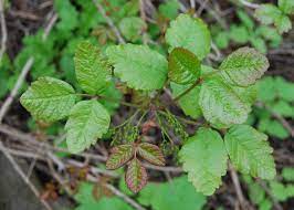 Another recent poison oak cure occurred in a young girl. Poison Oak Identification And Rash Treatment The Old Farmer S Almanac
