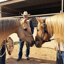 Hailey Kinsel On Instagram Hey Sister Meet Your Big Sister Pcfrenchmanshayday Dinero Mpmetermyhay D Rodeo Life Western Riding American Paint Horse