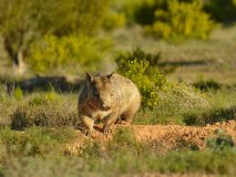 Image result for Southern hairy-nosed wombat