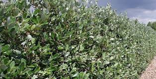 Feijoa Pineapple Guava Hedge Garden Hedges Pineapple Guava Feijoa