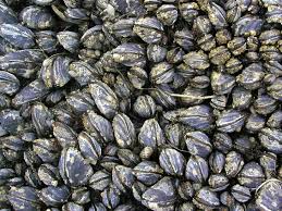 The ocean is feeding our garbage. Rising Ocean Acid Levels Are Weakening Mussel Shells Ucsd Scientists Find Times Of San Diego