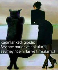 sign in kedi sevgi sozleri alintilar
