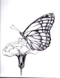 About press copyright contact us creators advertise developers terms privacy policy & safety how youtube works test new features press copyright contact us creators. My Drawing Of A Butterfly By Kittycat727 On Deviantart Butterfly Drawing Butterfly Sketch Flower Drawing