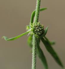 Image result for Pollichia campestris