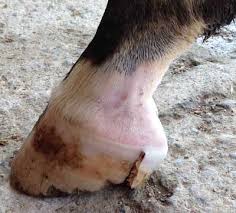 Sabot Cheval Anatomie Pathologies Et Soins Classequine