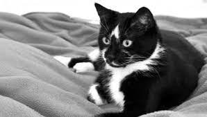 Check spelling or type a new query. Nama Nama Untuk Kucing Hitam Dan Putih 8 Gambar Bagaimana Menamakan Anak Kucing Berwarna Dua Dengan Warna Hitam Dan Putih Nama Apa Yang Lebih Sesuai Untuk Kanak Kanak Lelaki Dan Yang Mana Untuk Kanak Kanak