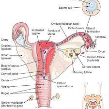 1 The Female Reproductive System Interior View Download Scientific Diagram