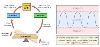 Homeostasis Bioninja