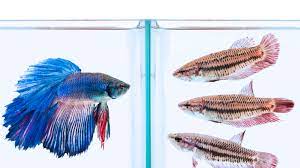 Female Betta Fish Color Variations