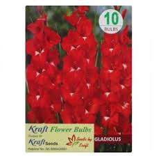 Maybe you would like to learn more about one of these? Gladiolus Red Pack Of 10 Flower Bulbs By Kraft Seeds Amazon In Garden Outdoors
