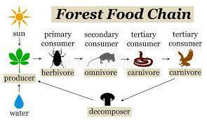Forest Food Chain Overview Of The Different Stages Of The Forest Food Chain Aff Chain Food Forest Forest Food Chain Science Food Chains Food Web