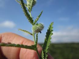 Image result for Tragia rupestris