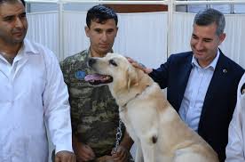 Yesilyurt Belediyesi Doganin Sevimli Canlilarina Sahip Cikiyor Malatya Haberleri