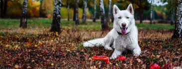 May 27, 2021 · le « champignon noir », ce nouveau fléau qui inquiète les autorités indiennes. Intoxication Aux Champignons Chien Chat Les Regles A Suivre