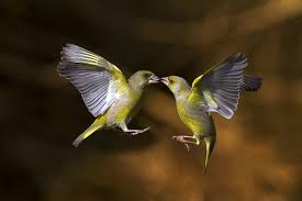 Resultat De Recherche D Images Pour Flying Bird At Night Beautiful Birds Bird Photo Bird Photography