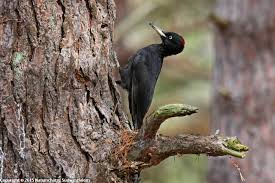 Maybe you would like to learn more about one of these? Woodpeckers Naturschatze Sudwestfalen En
