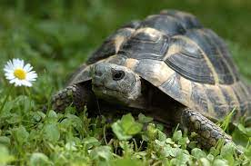 Infektionen der atemwege bei schildkröten und schildkröten. Griechische Landschildkrote Haltung Ernahrung Pflege Zooplus