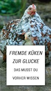 Kuken Einer Glucke Unterschieben In 2020 Huhner Als Haustiere Huhner Huhnerzucht