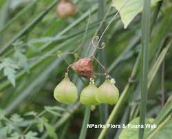 Image result for Cardiospermum