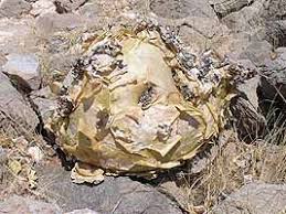 Image result for Cyphostemma glandulosissimum