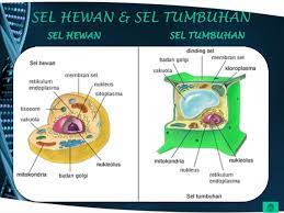 Check spelling or type a new query. Gambar Sel Hewan Dan Tumbuhan Radea
